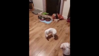 Самба белого мотылька