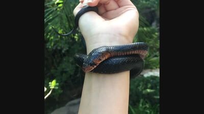 Восточная индиговая змея