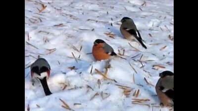 Зимующие птицы России, птицы, птицы зимой