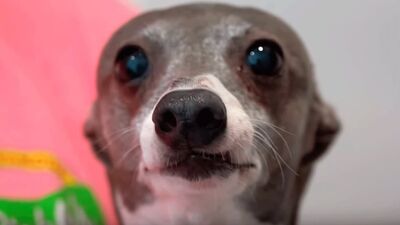 [КамедиСтор] МОЯ ПРОТИВНАЯ СОБАКА - Дженна Марблс