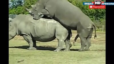 ДИКИЙ СЕКС Животных! Большая Подборка 2015! Смешные Животные БЕЗ ЦЕНЗУРЫ!