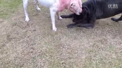 Dogo Argentino vs Cane Corso
