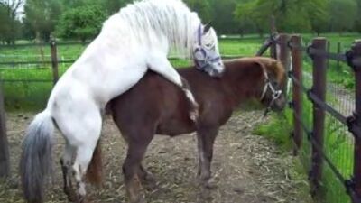 Секс у коней 2 пони