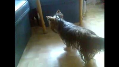 Секс кота с собакой