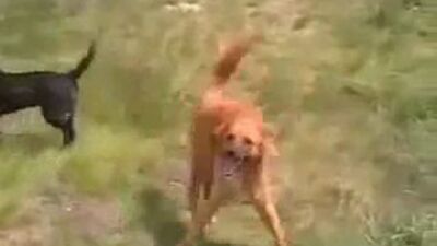 Чоткая лизгинка