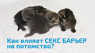 Как влияет СЕКС БАРЬЕР на репродуктивную функцию кошек?