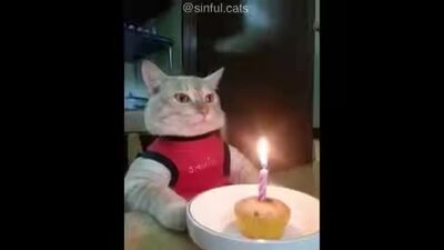 Все мемные коты в одном видео