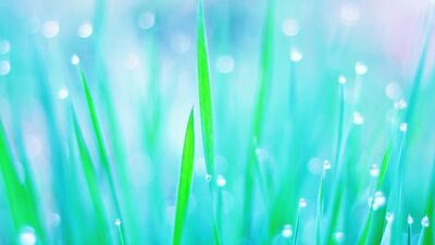 Мистер Нокаут 