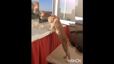 Смешные кошки приколы про кошек и котов 2017 #2 (Любительское смешное видео наш