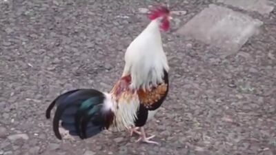 Животные поют_ Seven Nation Army