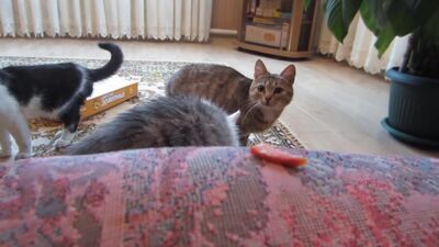 [А ну-ка Давай-ка] Кот МАЛЫШ и Кошка МУРКА ЧЕЛЛЕНДЖ НАЙДИ КОЛБАСКУ + ПОЛ ЭТО ЛАВА ЧЕЛЛЕНДЖ the floor is lava CHALLENGE