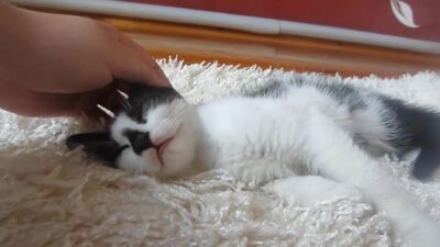 [А ну-ка Давай-ка] Кролик БАФФИ и КОТ МАЛЫШ ! СПИННЕР кролика БАФФИ ! СУПЕР КОТ в гостях у кролика