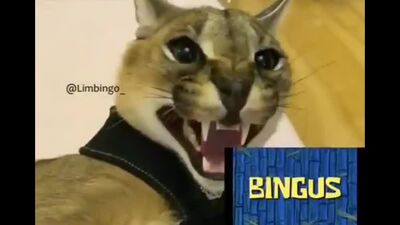 Когда Шлёпа узнал что Бингус бри'анец