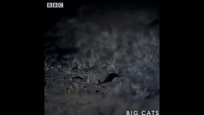 "Муравьиный тигр"