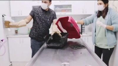 Суета от кота