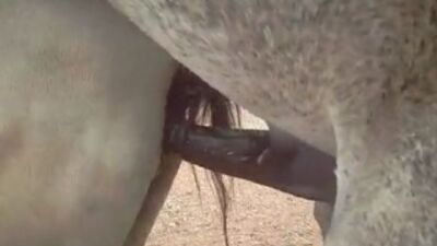 Кони ебутся