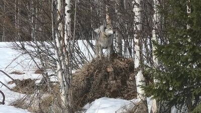 [Всё из за Метало Копа] НАШЛИСЬ СВИДЕТЕЛИ! ЧТО ЭТО? РАЗВЯЗКА С ТРАКТОРОМ! НАШЁЛ СЕЙФ,КЛАДБИЩЕ СТАРЫХ КУЗОВОВ И МНОГОЕ ДРУГОЕ
