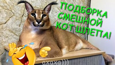 БОЛЬШОЙ ФЛОППА КОТ ШЛЁПА ПОДБОРКА ПРИКОЛОВ 2021!