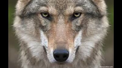 ЦИТАТЫ ВОЛКА АУФ