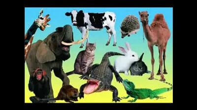 Я ебу собак, И всегда готов выебать сразу несколько котов