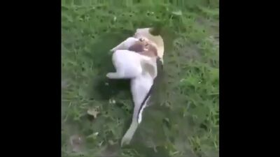 Собака сутулая