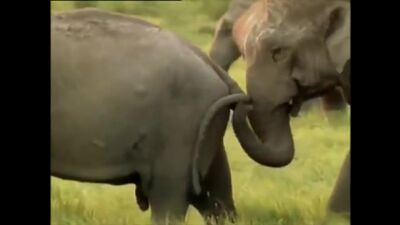 Секс в природе развязные животные отжигают. дикий мир.