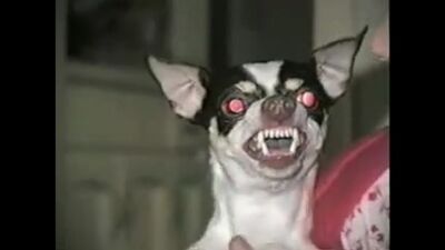 Злая Чихуахуа