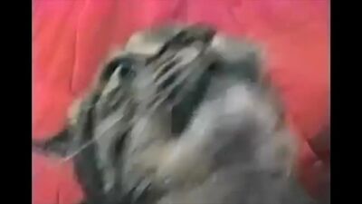 Вьетнамские флешбеки у кота.mp4