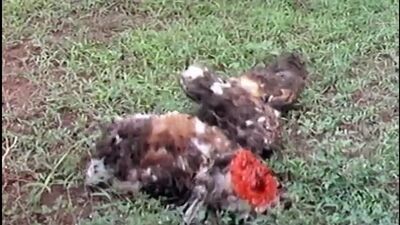 Mondo Macabro Episode 5 Fantasy Films from Indonesia [Рутилов]