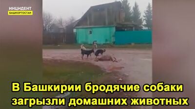 В Башкирии собаки загрызли домашних животных