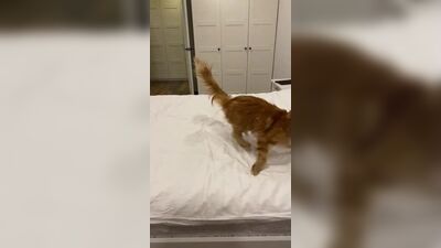 Ежевика. Питомник мейн кунов Imperia Helen г.Екатеринбург