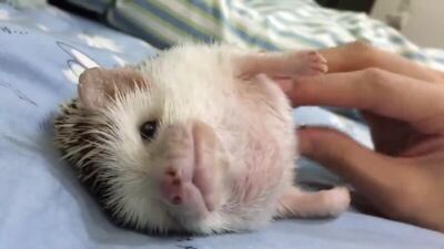 Ёжик есть - забот нет!