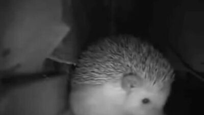 Ёжик чихает