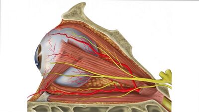 Елена Шведова - Основные причины падения зрения и упражнения по их устранению