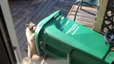 Енот украл мусорный бак. Целиком