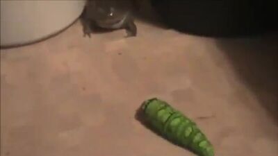 Жаба испугалась