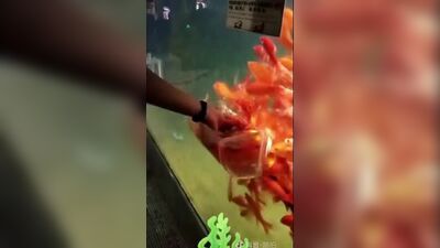 Аквариум с низким давлением воздушного кармана