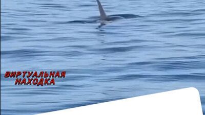 "Акула, косатка или мегалодон": величественную хищницу встретили у побережья Находки