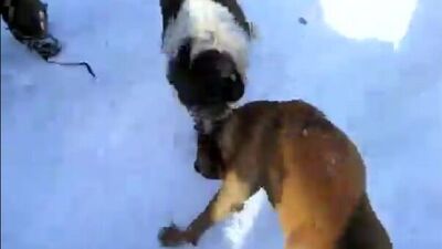 Алабай против стаффорда