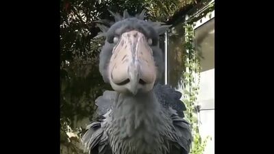 Королевская цапля