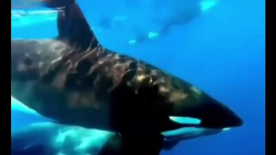 Косатка поймала детёныша горбатого кита и плывёт с ним в зубах, чтобы продемонстрировать этот улов своей стае.