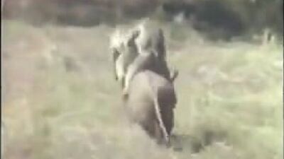 АХАХА Обезьяны сбегают на кабане (Неуловимые мстители)