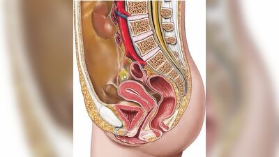 Биология в картинках_ Строение женской репродуктивной системы (Вып. 28)
