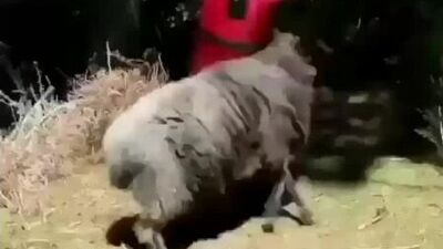 Братуха борцуха