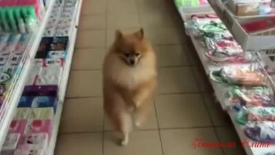 Цыганочка.! Танцуют --ШПИЦЫ!..прикольно