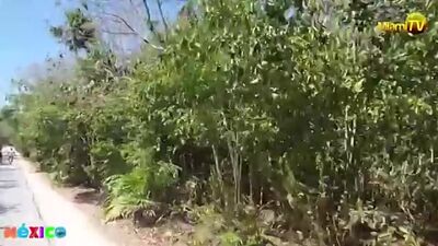 Nude Tulum Tours Snorkeling - Miami TV - Jenny Scordamaglia 2021 ( 360 X 640 ).mp4