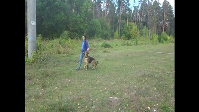 Гудкина Мария и овчарка Грей. Тренировка ОКД: команда Рядом. Тольятти, 18 сентября 2018.