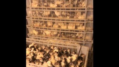 Video by ЛПХ "Ключи" птицеводство в домашних условиях