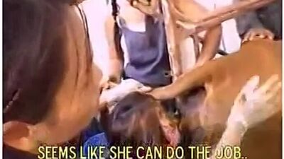 Девушка лижет анус корове