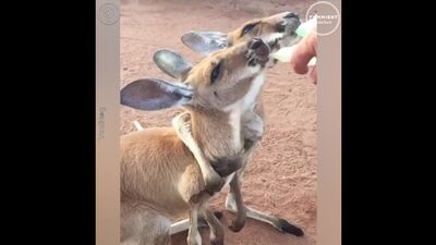 Кенгуру и человек